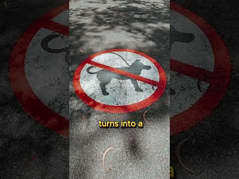 Köpek 5 Saniyeliğine İnsana Dönüşüyor! Herkese Lazım!