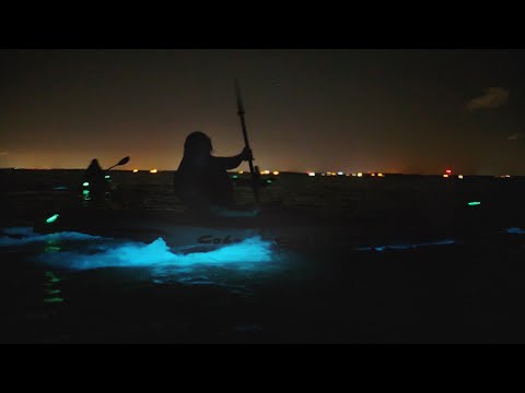 Experience Bioluminescence on Florida's Space Coast
