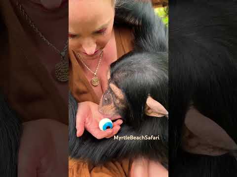 It may only be August, but "Halloween season" is in full swing! #halloween #chimpanzee