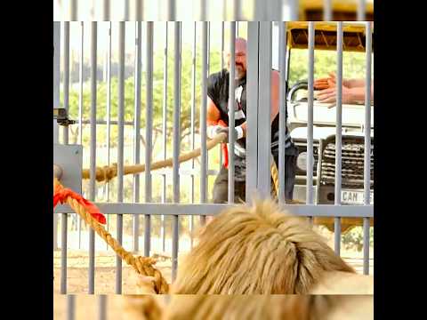 Brawn shaw Vs Lion 🦁 #edit #editing #strongman #armwrestler #devonlarrat #internetmeme #shorts