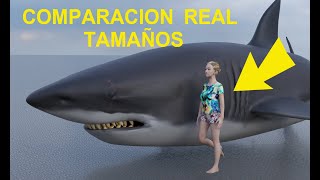 Así se ven los tiburones comparados con un humano (Animación 3D Impactante)