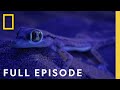 Desert Animal Adaptations and Challenges