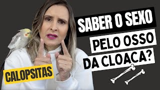 COMO SABER O SEXO DA CALOPSITA PELO *OSSO DA CLOACA* OU QUADRIL?