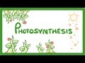 Exploring the Process and Importance of Photosynthesis