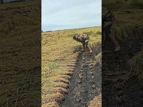 Harvesting Lodged Rice with a Sickle