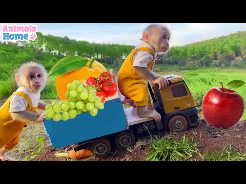 Smart Obi help dad pick fruit for dog Amee