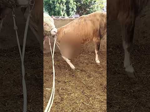 Calfcare owrearing Cowfeeding 276