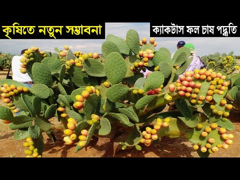 ক্যাকটাস ফল চাষ কৃষিতে নতুন সম্ভাবনার দুয়ার - চাষ পদ্ধতি ও সুবিধা অসুবিধা - Cactus Fruit Farming