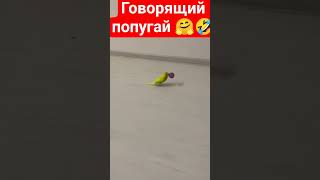 #viral #ytshorts #shorts #funny #short #vlog #budgie #попугай #youtubeshorts #youtube #parrot #birds