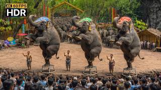 🇹🇭 4K HDR | An Amazing Show 🐘 The Smartest Elephant in the World | Safari World Thailand