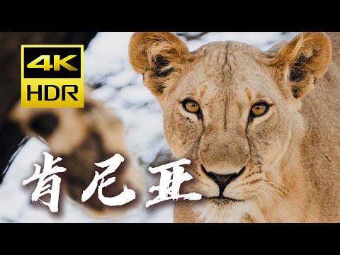 【4K HDR】镜头下的震撼：肯尼亚动物大迁徙之旅行攻略｜摄影｜马赛马拉｜Vlog