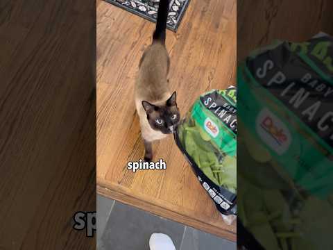My cat tricked me