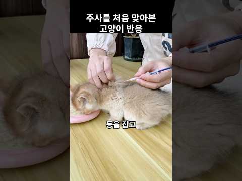 주사를 처음 맞은 아기 고양이 반응