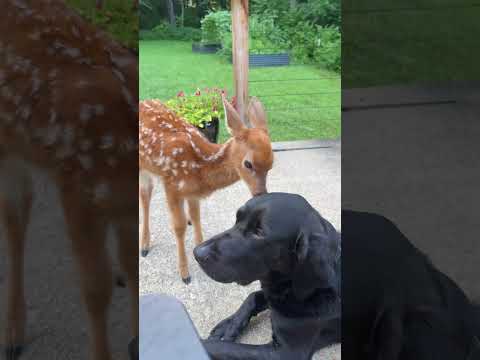 Dogs can make friends with any animal.#animals #dog#animalslove #animalslover #cute