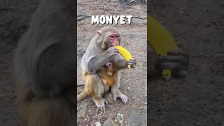"Kenapa Monyet Suka Melompat?" #shorts #shortvideo #animal #monyet