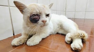 Poor Animals That Asked People for Help