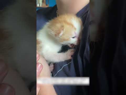 Кошка с котятами пряталась на крыше и парень нашел им настоящий дом