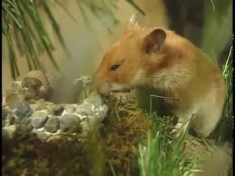Hammy the Hamster Vol 1 Ep 1