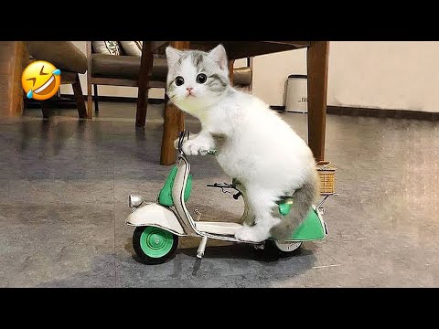 New Funny Animals 2023 ๐๐ Funniest Cats and Dogs Videos ๐น๐ถ Part 11