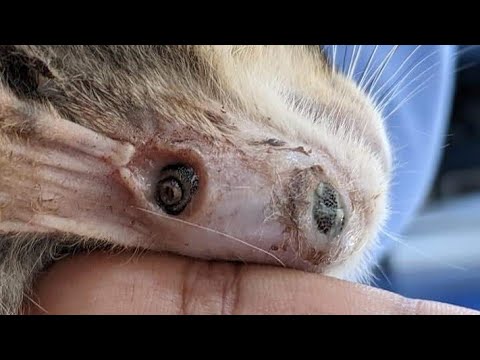 Massive Botfly Maggot Removed From Kitten's Neck (Part 40)