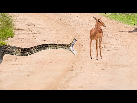 Cobra gigante ataca sua presa sem dó!