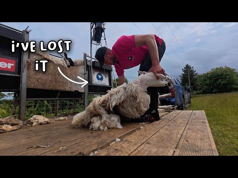 Shearing our hoggs and an update on our lame calf!