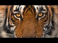 Mammals: Adaptation and Resilience