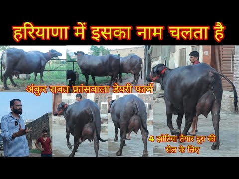 अंकुर रावत फ्रांसवाला डेयरी फार्म हरियाणा में इसका नाम चलता है सेल के लिए 4 झोटिया