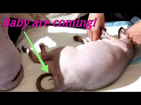 Baby Are Coming 💞 Sphynx Kitten Birth / Cat Daddy Supports 💯