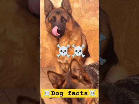 Labrador facts trending video #shorts #dogshorts #dogfacts #trendingshorts #viralvideo