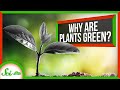Understanding Plant Colors and Photosynthesis