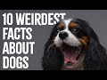 Understanding Canine Behavior and Senses