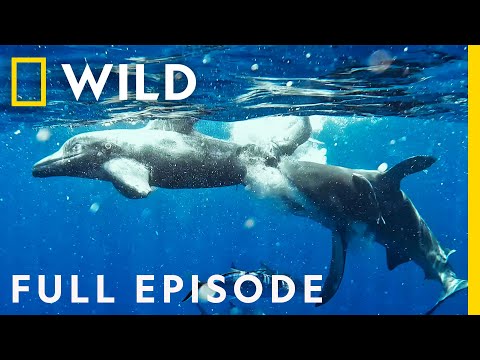 YouTube video thumbnail: Sharks vs. Dolphins: Bahamas Battleground 