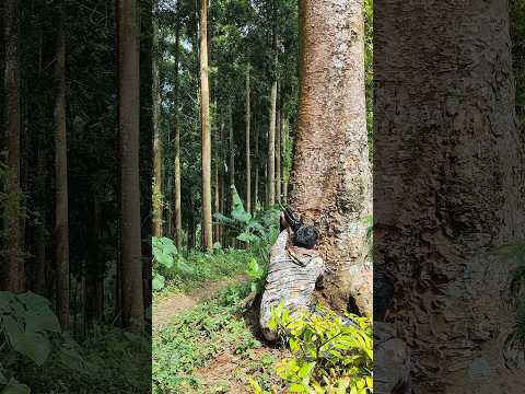 Dibilangin Jangan Nongol Tetap Bandel #shorts