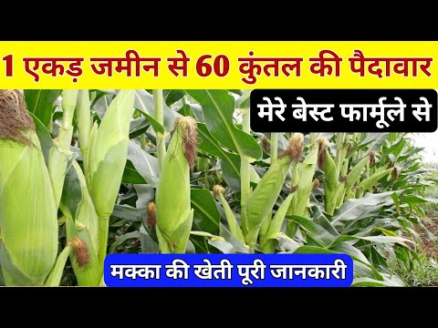 मक्का की बुवाई कब और कैसे करें / मक्का की बुवाई में खाद उर्वरक / Makka Top Veriety / Makka Ki Kheti