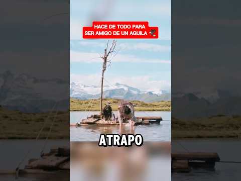 Un chico decidió emtrenar un águila y esto fue lo que pasó 🦅#peliculas