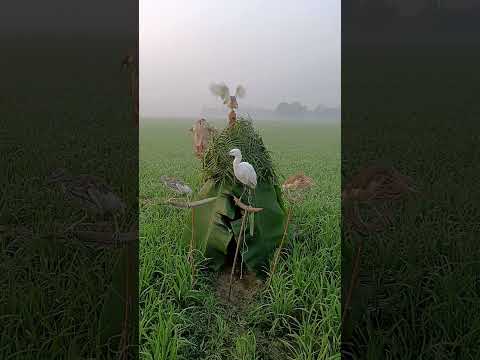 Untamed Horizon | One Wingbeat Across the Endless Green