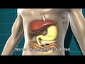 Understanding Diabetes and Glucose Metabolism