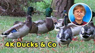 4K Ducks and Co