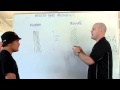 Muscle Fiber Types and Characteristics