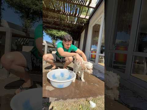 COMO DAR BANHO NO SEU CACHORRO