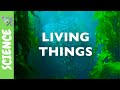 Exploring Living and Non-Living Things for Kids