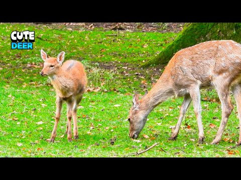 Fascinating Little Deer With Mom