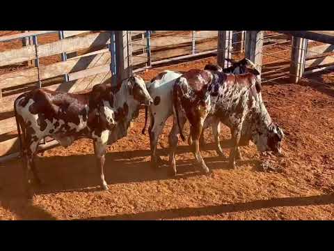 LOTE 19
