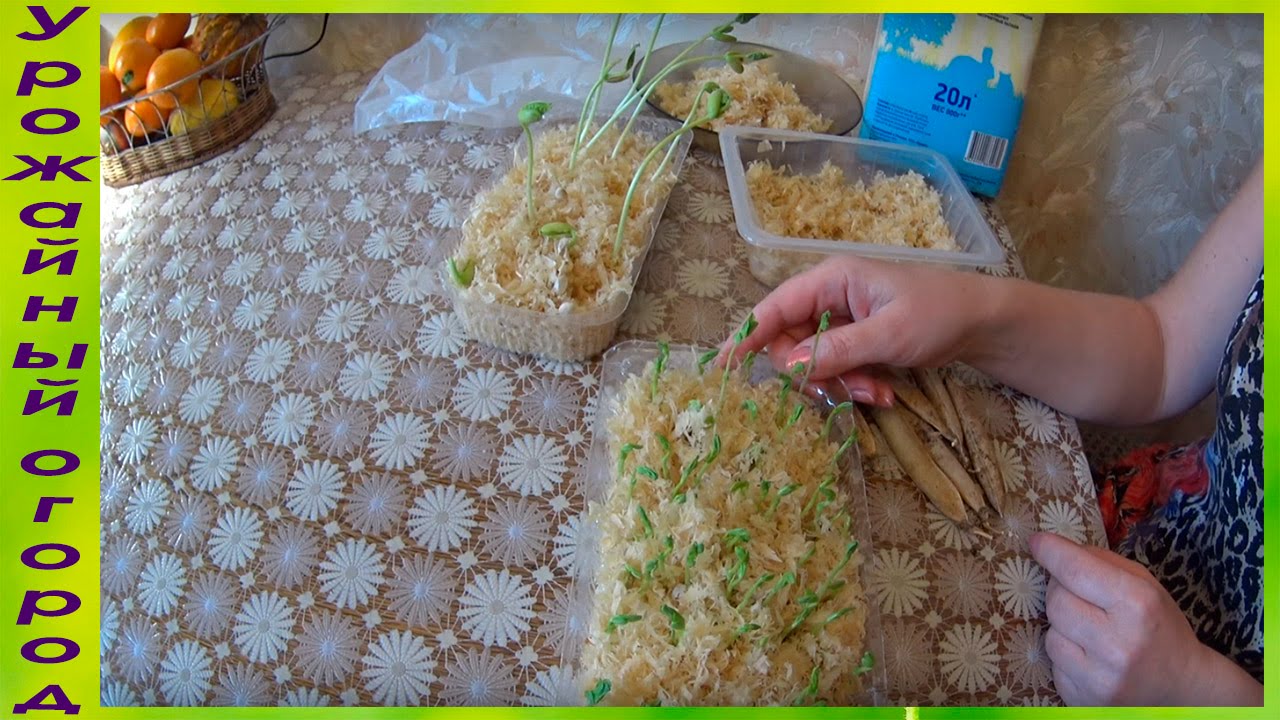 Выращивание рассады горошка и фасоли в опилках