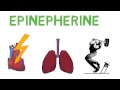 Stress Response and Health Consequences