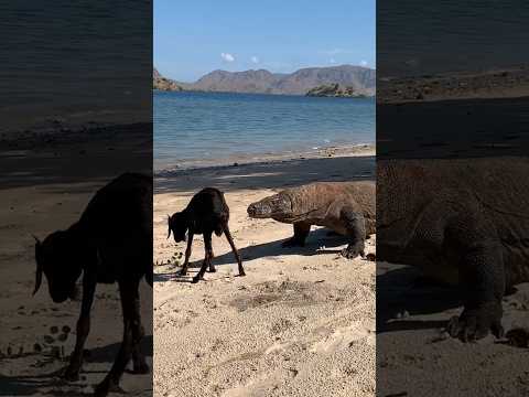 Wow Moment Komodo vs Goat😱😱😱