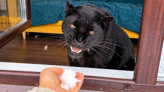 First snow, Luna the panther is very displeased ☹️(ENG SUB)