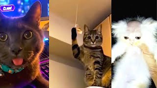 UNUSUAL MEMES COMPILATION V13