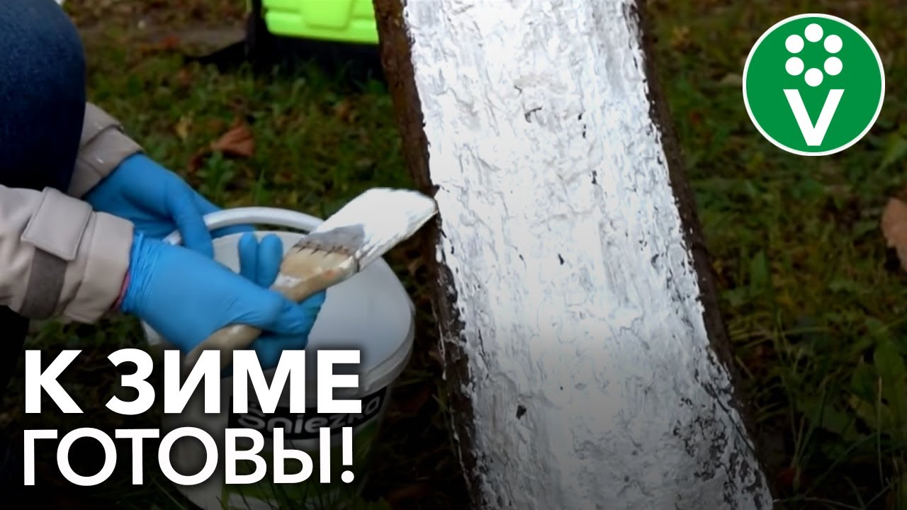 Такая подготовка деревьев к зиме спасет их от болезней и вредителей!